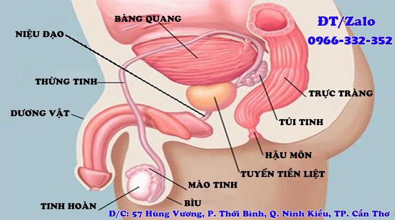 Bệnh viêm túi tinh là gì? Điều trị ở đâu? | Đa khoa Cần Thơ