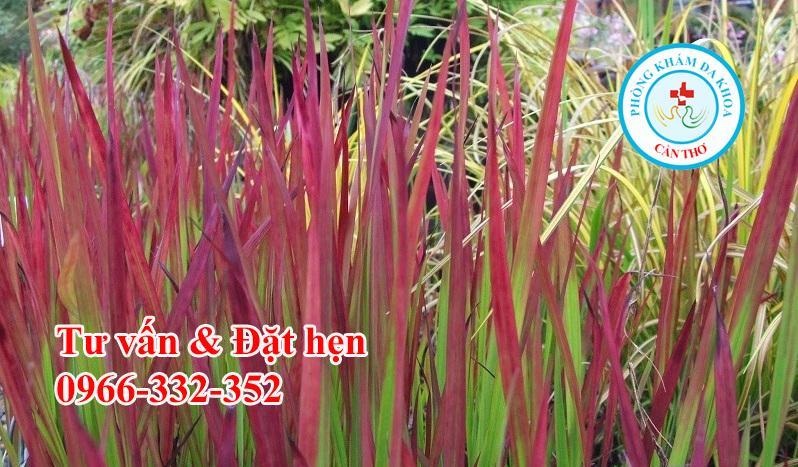 Những Bài Thuốc Quý Từ Rễ Cỏ Tranh