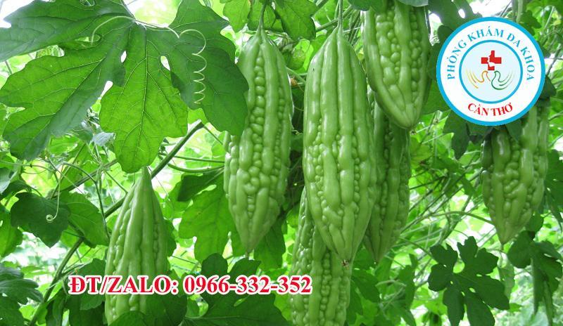 Những công dụng của mướp đắng | Đa khoa Gia Phước