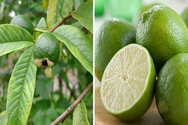 Chữa hôi nách bằng chanh và lá ổi
